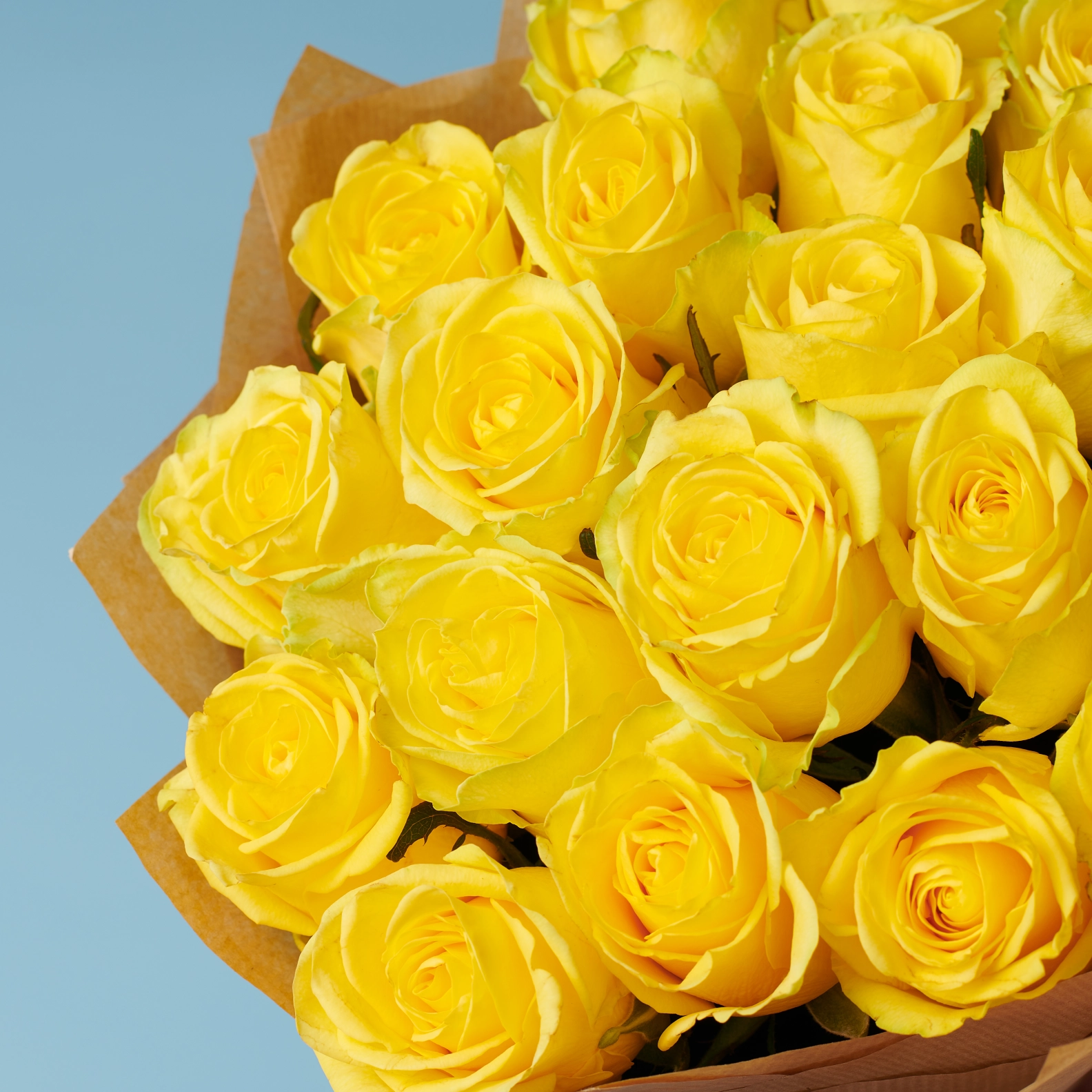 Yellow Roses