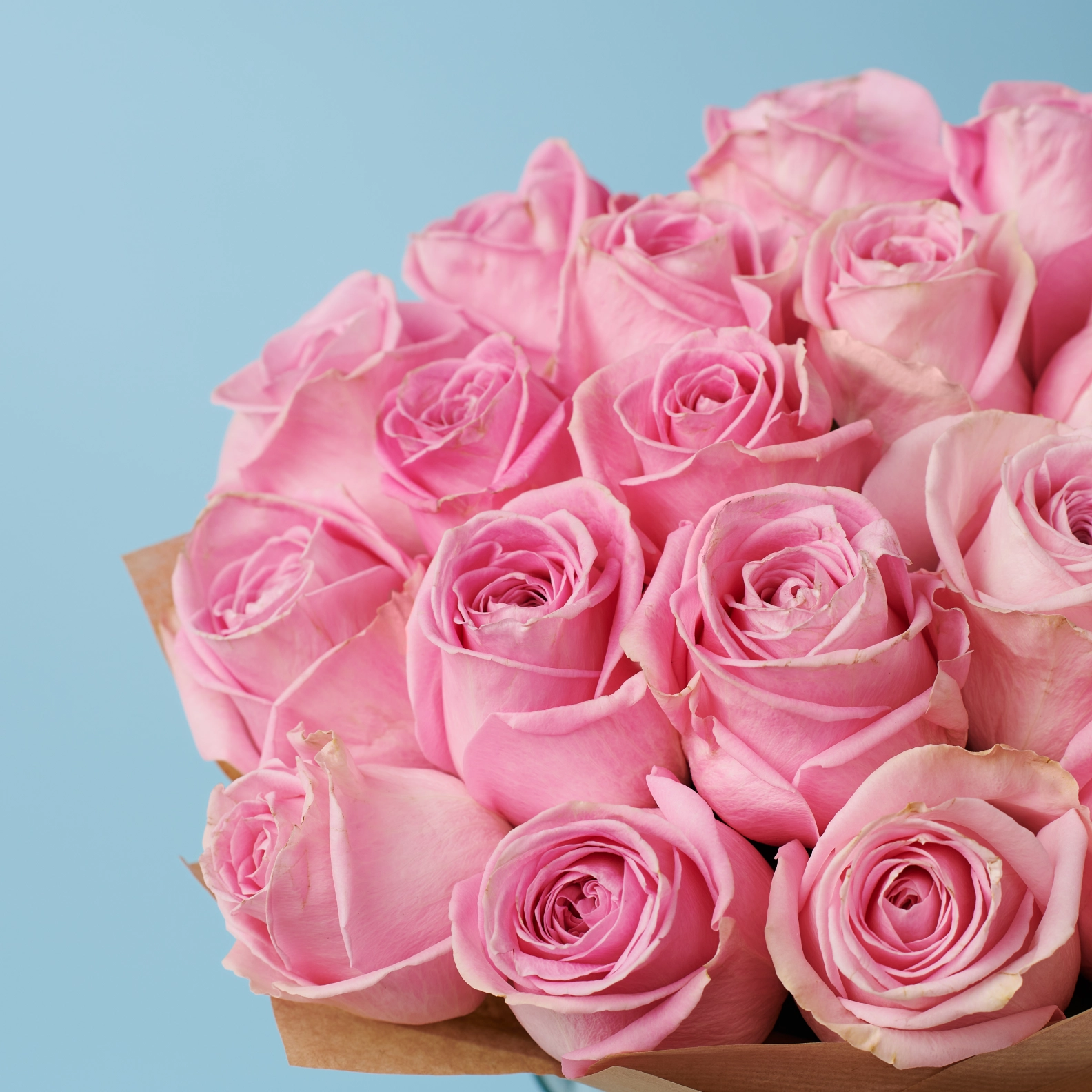 Pink roses